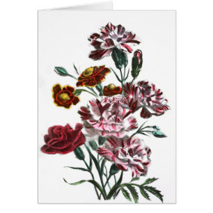 Vintage Drawing: Flemish Pink Flowers