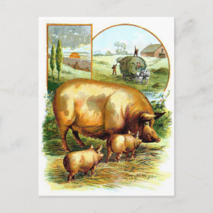 Vintage Drawing: Mother Pig with Piglets Postcard