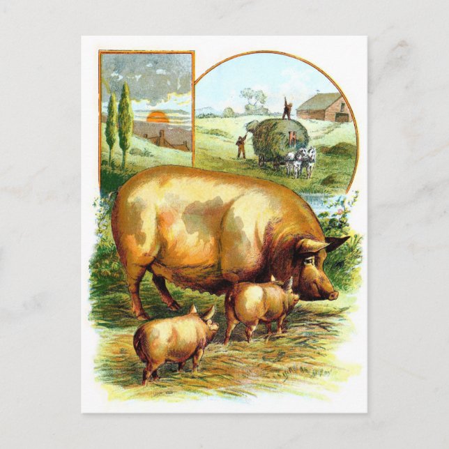 Vintage Drawing: Mother Pig with Piglets Postcard (Front)