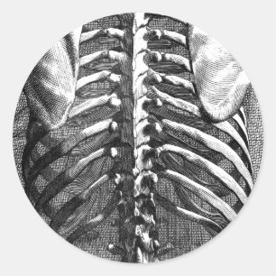 Vintage drawing of a spine and ribcage classic round sticker