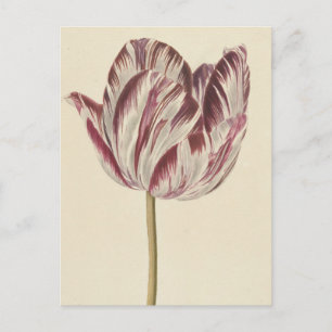 Vintage drawing of a white and red tulip postcard