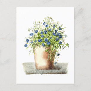 Vintage Drawing of Garden Lobelia Postcard