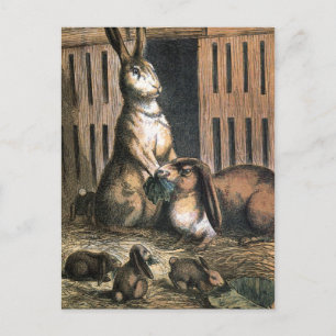 Vintage Drawing: Proud Bunny Parents Postcard
