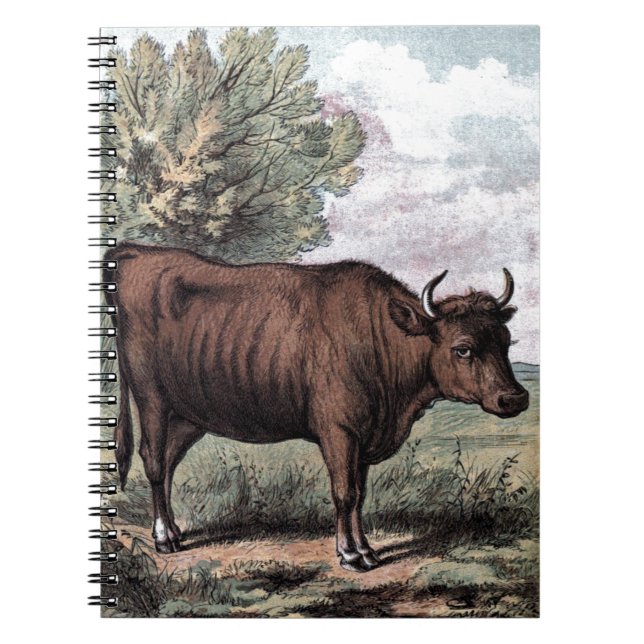 Vintage Drawing: Red Heifer Notebook (Front)
