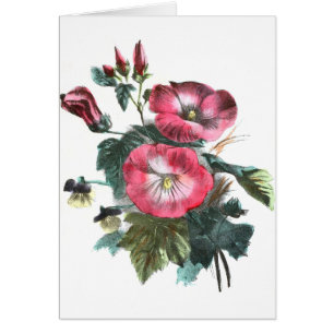 Vintage Drawing: Red Mallow