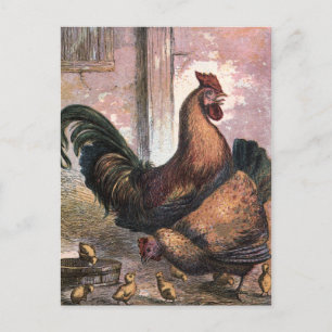 Vintage Drawing: Rooster and Hen Postcard