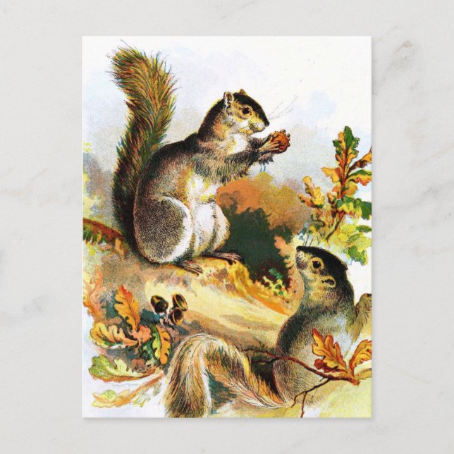Vintage Drawing: Squirrels in Autumn Postcard (Front)