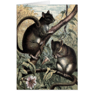 Vintage Drawing: The Dormouse