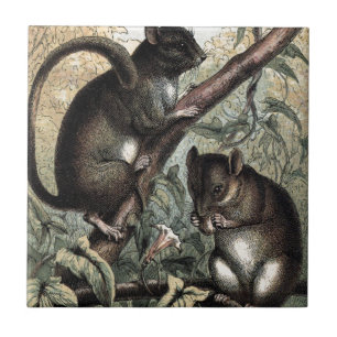 Vintage Drawing: The Dormouse Tile