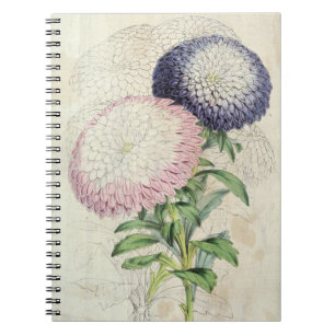 Vintage Dwarf Chrysanthemum-Flowered Asters Notebook
