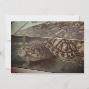 Vintage Earthy Turtle Reflection Card