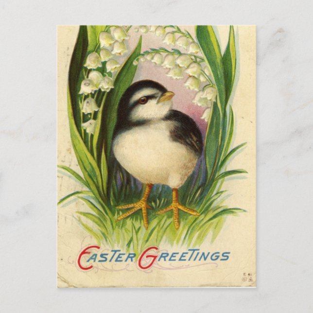 Vintage Easter Chick Holiday Postcard (Front)