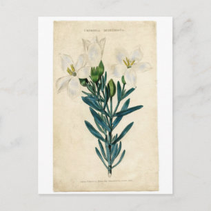 Vintage Easter Lily Holiday Postcard