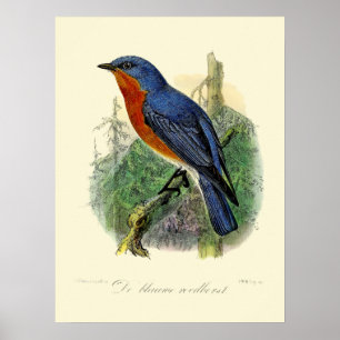 Vintage Eastern Bluebird by John Gerrard Keulemans Poster