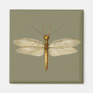Vintage Eastern dobsonfly Dragonfly illustration Magnet