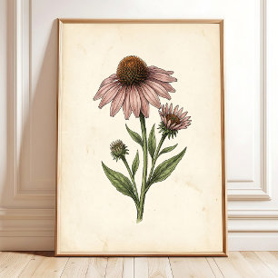 Vintage Echinacea Botanical Wall Art