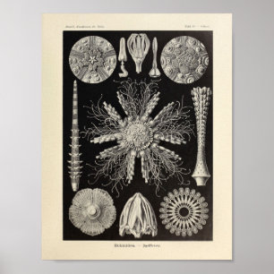 Vintage Echinidea Colour Ernst Haeckel Art Print