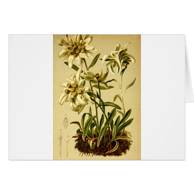 Vintage Edelweiss (Front Horizontal)