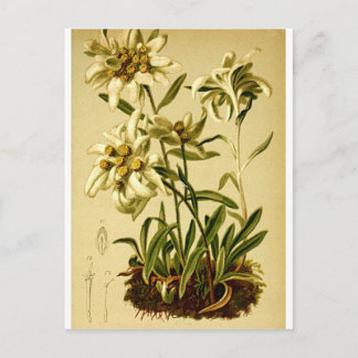 Vintage Edelweiss Postcard