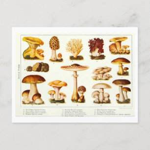 Vintage Edible Mushroom Botanical Postcard
