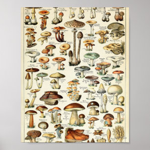 Vintage Edible Mushroom Chart