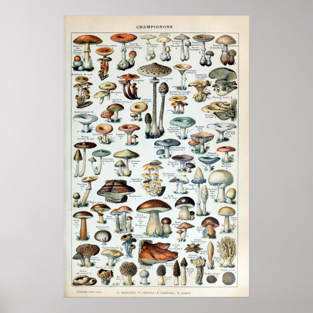 Vintage Edible Mushroom Chart (Front)
