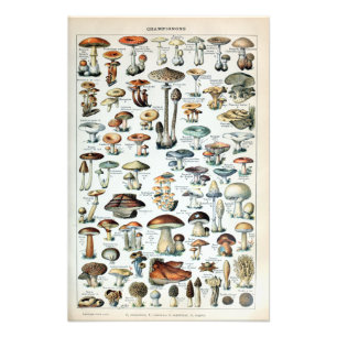 Vintage Edible Mushroom Chart Photo Enlargement