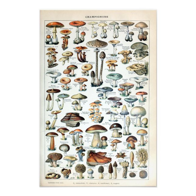 Vintage Edible Mushroom Chart Photo Enlargement Print (Front)