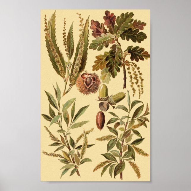 Vintage educational poster (Front)