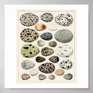 VINTAGE EGGS 1843 ILLUSTRATION POSTER