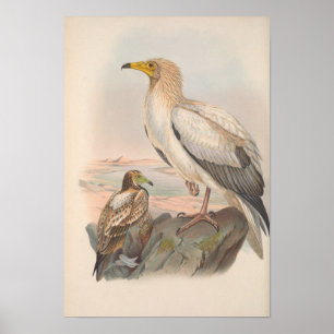 Vintage Egyptian Vulture Bird Poster