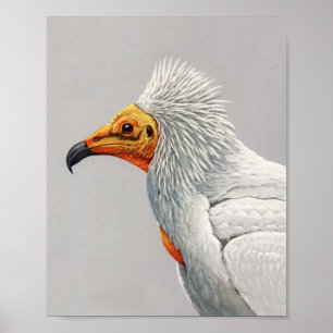 Vintage Egyptian Vulture Poster Print