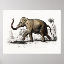 Vintage Elephant Art by Charles D'Orbigny