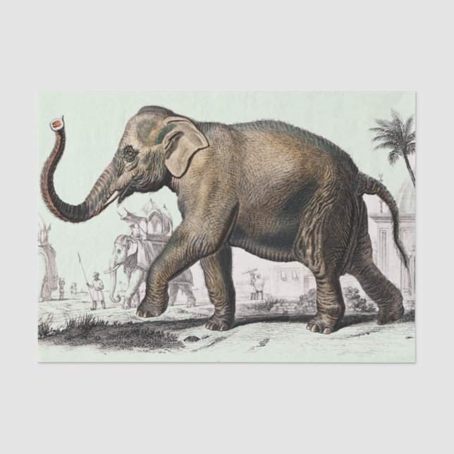 Vintage elephant drawing tissue paper (Front)