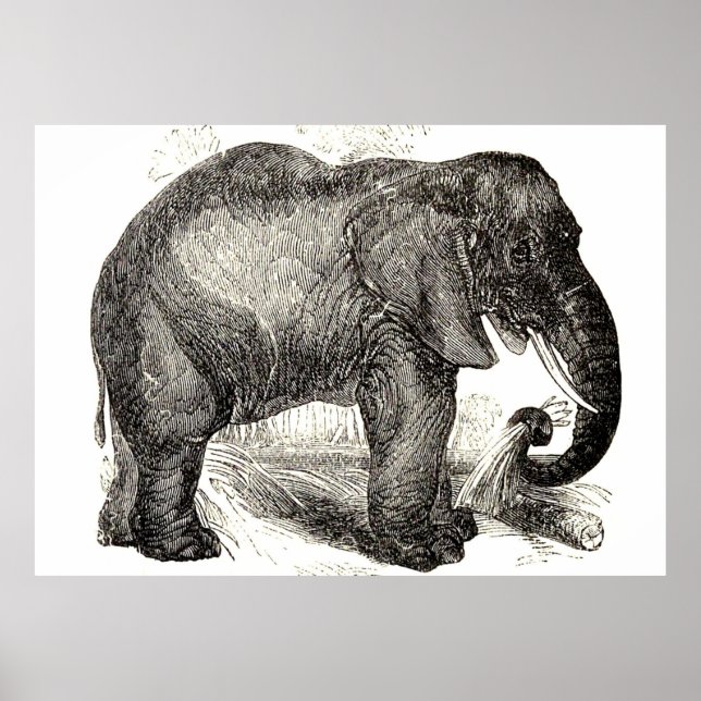 Vintage Elephant Illustration (1891) Poster (Front)