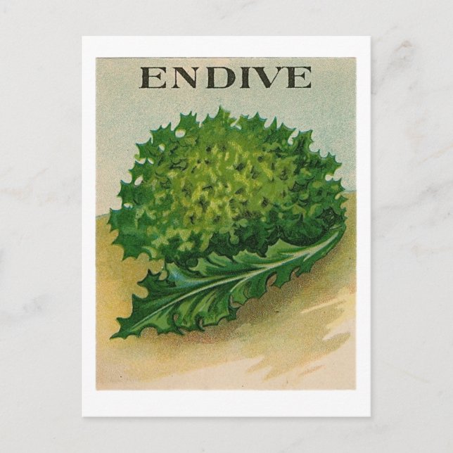 vintage endive seed packet postcard (Front)