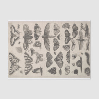 Vintage Entomology Lepidoptera Insects Decoupage Tissue Paper