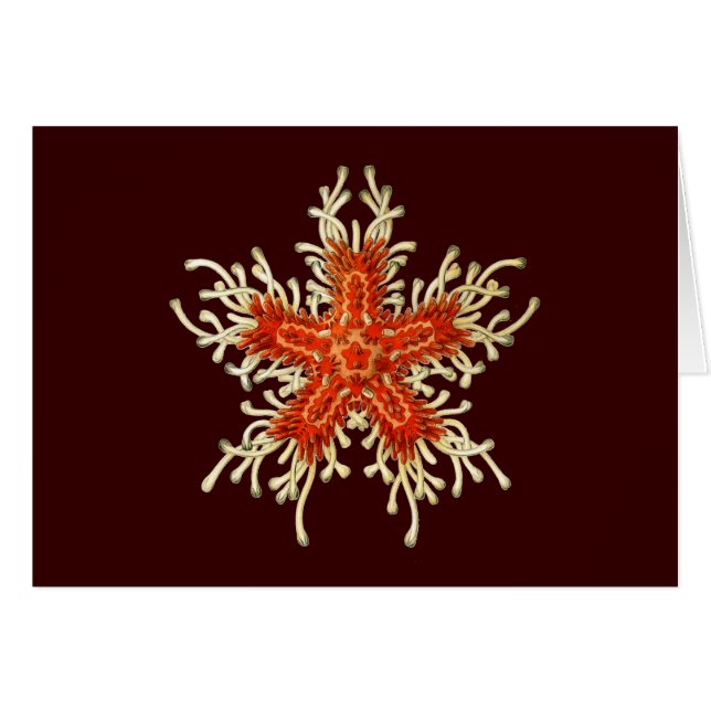 Vintage Ernst Haeckel (Front Horizontal)