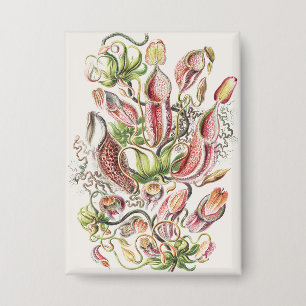 Vintage Ernst Haeckel Botanical Pitcher Plant