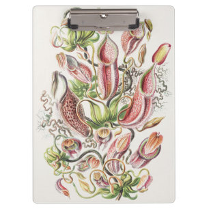 Vintage Ernst Haeckel Botanical Pitcher Plant Clipboard