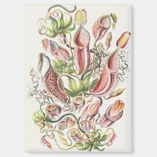 Vintage Ernst Haeckel Botanical Pitcher Plant Magnet