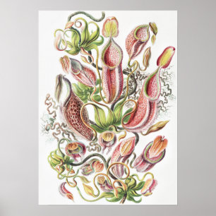 Vintage Ernst Haeckel Botanical Pitcher Plant Poster