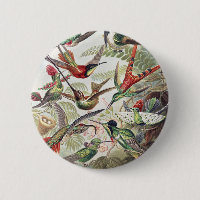 Vintage Ernst Haeckel Colourful Hummingbird Poster