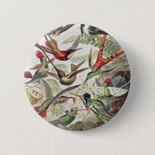 Vintage Ernst Haeckel Colourful Hummingbird Poster 6 Cm Round Badge