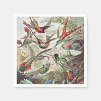 Vintage Ernst Haeckel Colourful Hummingbird Poster