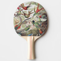 Vintage Ernst Haeckel Colourful Hummingbird Poster