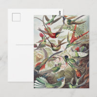 Vintage Ernst Haeckel Colourful Hummingbird Poster