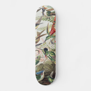 Vintage Ernst Haeckel Colourful Hummingbird Poster Skateboard