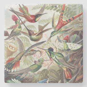 Vintage Ernst Haeckel Colourful Hummingbird Poster Stone Coaster