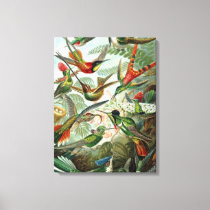 Vintage Ernst Haeckel Hummingbirds Canvas Print